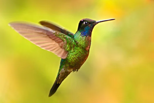 Bonito e magnífico beija-flor — Fotografia de Stock