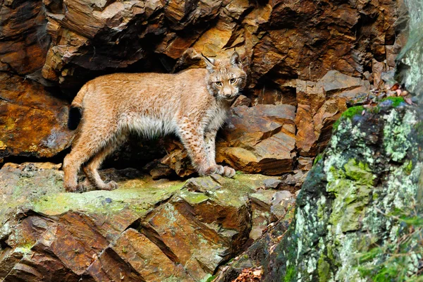 山猫站在石头上 — 图库照片