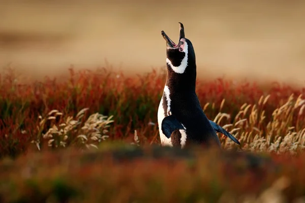 Pingouin dans l'herbe rouge — Photo