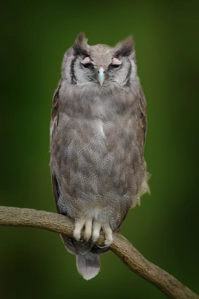 Uhu sitzt auf Ast — Stockfoto