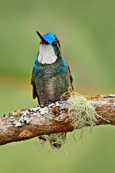 Hummingbird sitting on branch — Stock Photo, Image