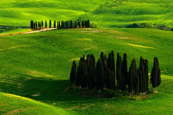 Cypress trees in meadow — Stock Photo, Image
