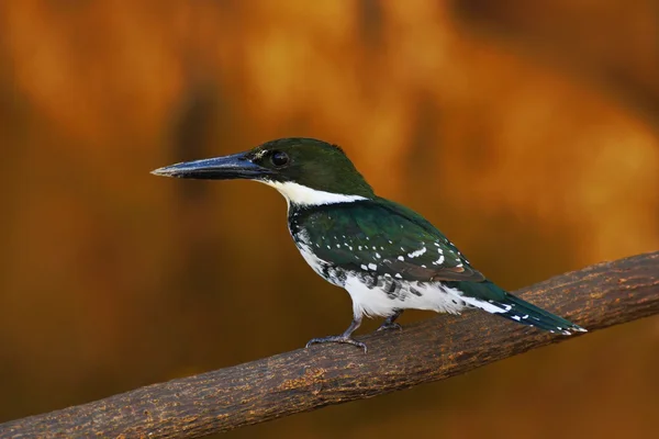 아마존 Kingfisher 지점에 앉아 — 스톡 사진