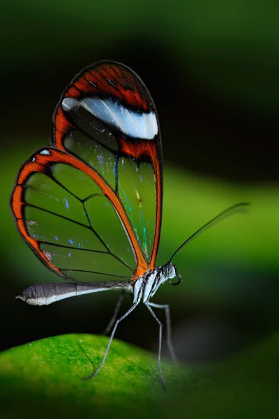 Метелик сидить на листі — стокове фото