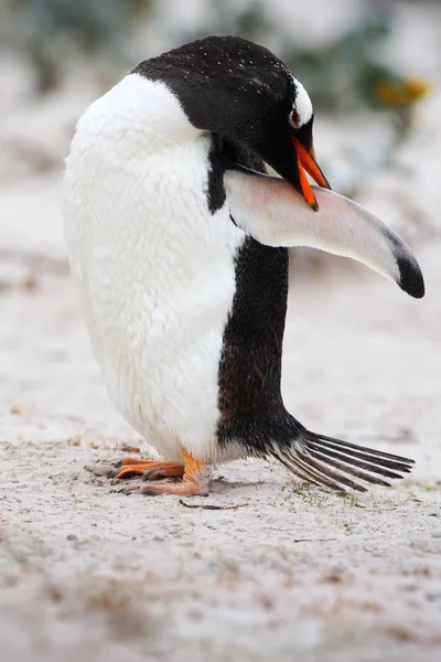 Gentoo piumaggio pulizia pinguino — Foto Stock