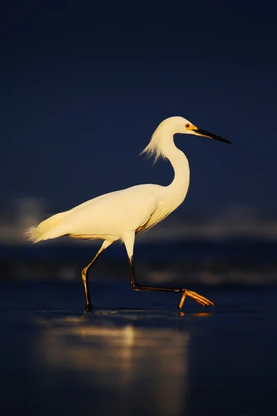 Snowy Egret, Heron in water — Stockfoto