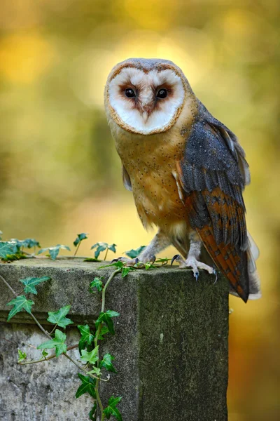 Barn owl in forest — Stock Photo, Image