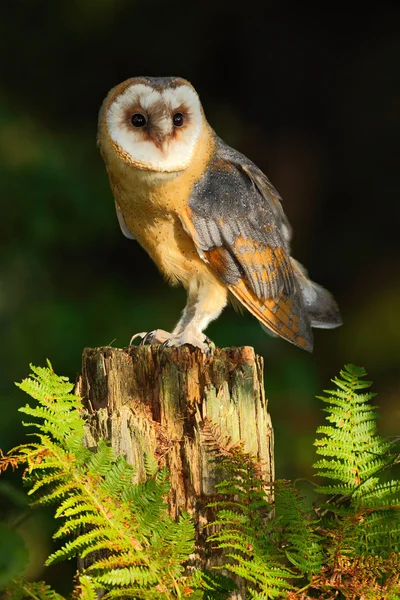 Ormandaki peçeli baykuş — Stok fotoğraf