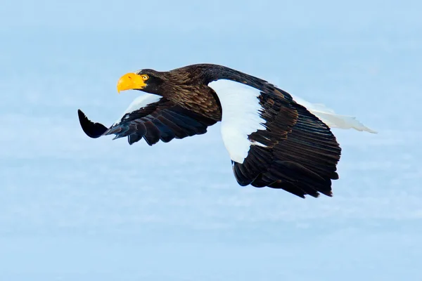 Fliegender schöner Adler — Stockfoto