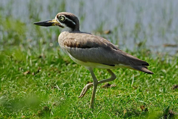 Stor Thick-knee från Sri Lanka — Stockfoto