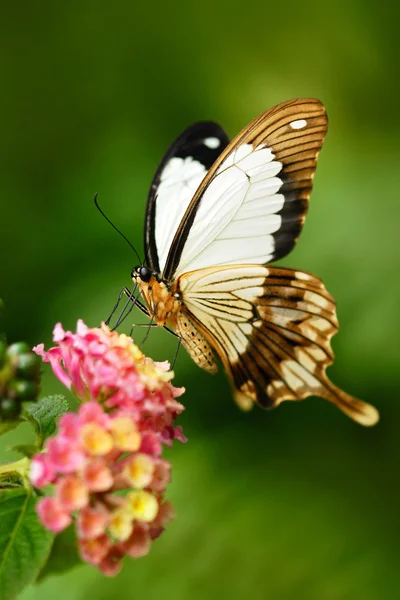 Borboleta sentado em flores — Fotografia de Stock