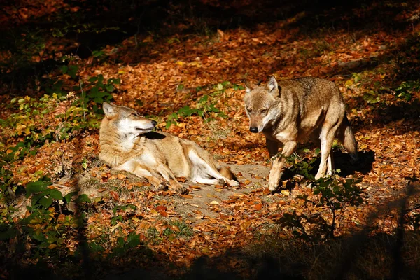 Lobos grises en hojas naranjas —  Fotos de Stock