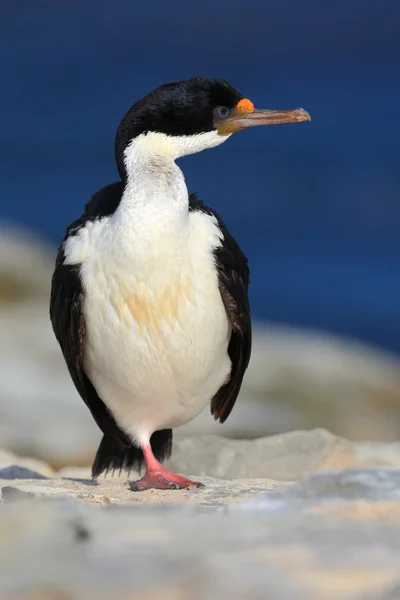 İmparatorluk Shag deniz kuşu — Stok fotoğraf