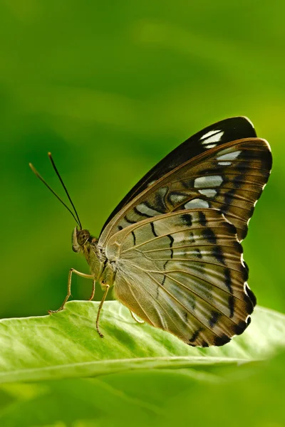 Borboleta sentado na folha — Fotografia de Stock