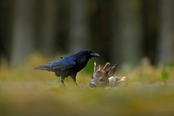 Černý pták havran — Stock fotografie