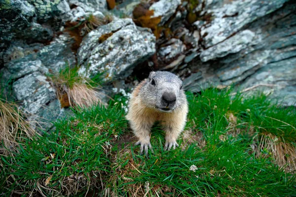 Marmotta sulle montagne dell'Alpe — Foto Stock