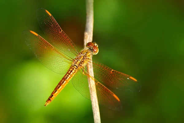 Dragonfly Stock Photos, Royalty Free Dragonfly Images | Depositphotos