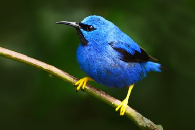 Ormandaki Honeycreeper parlayan