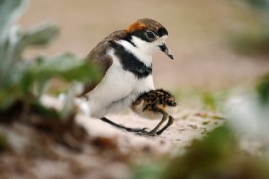 Kum sahilde iki bantlı Plovers