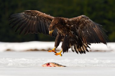 White-tailed Eagle with fish