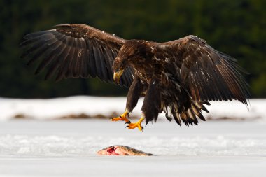 White-tailed Eagle with fish clipart