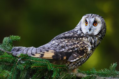 dal üzerinde oturan uzun kulaklı baykuş