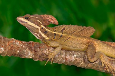 Brown Basilisk doğa ortamlarında