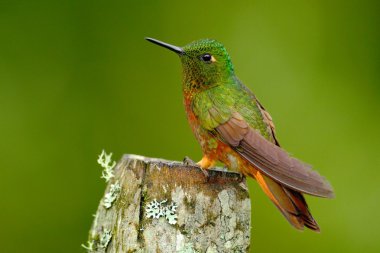 Chestnut-breasted Coronet Hummingbird clipart