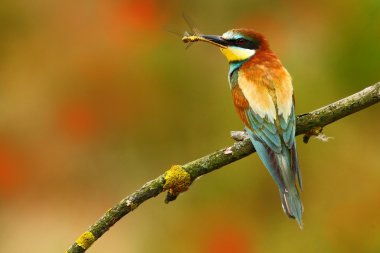 European Bee-eater sitting on branch clipart