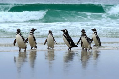 Magellan penguins on ocean beach clipart