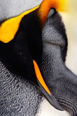 Kral penguen tüy Temizleme