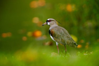 Güney kız kuşu egzotik kuş