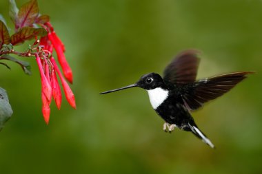 Collared Inca hummingbird clipart