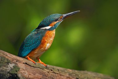 dalda oturan mavi ve turuncu arası kingfisher