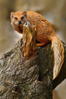 Yellow Mongoose sitting on trunk
