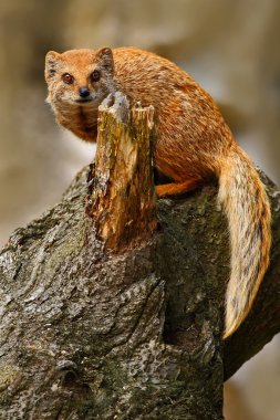 Yellow Mongoose sitting on trunk clipart
