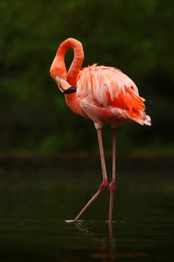 Güzel pembe Karayip Flamingo