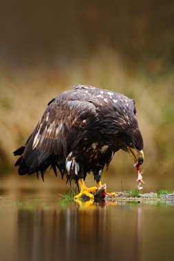 White-tailed Eagle eating fish in water