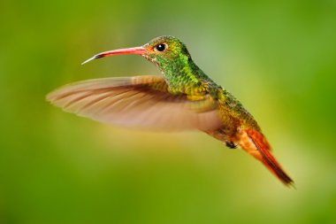 uçan Rufous kuyruklu sinekkuşu