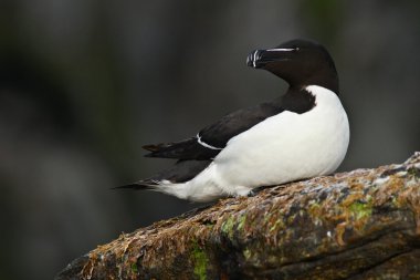 Kayanın üzerinde oturan auks Razorbill