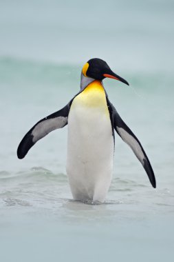 Okyanus maliyeti kral penguen