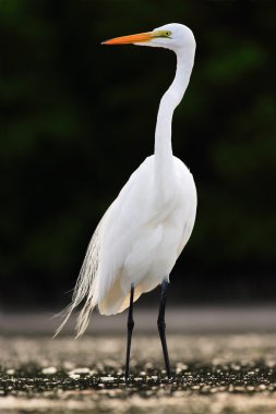 White heron with orange bill 