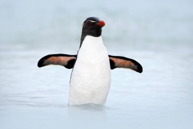 Rockhopper penguin standing in water clipart