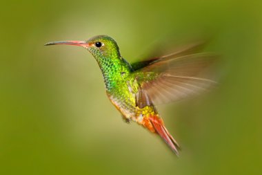 uçan Rufous kuyruklu sinekkuşu