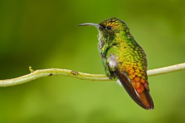 hummingbird sitting on branch clipart