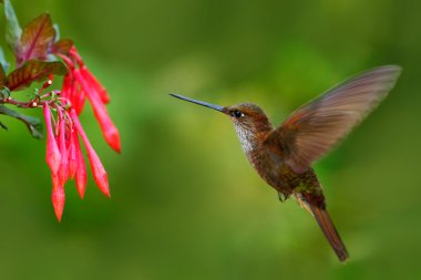 Brown Inca Hummingbird clipart
