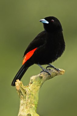 Scarlet-rumped Tanager from forest clipart
