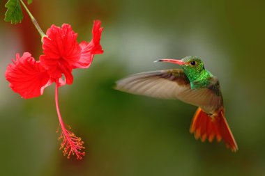 Doğa habitatında rufous kuyruklu sinekkuşu