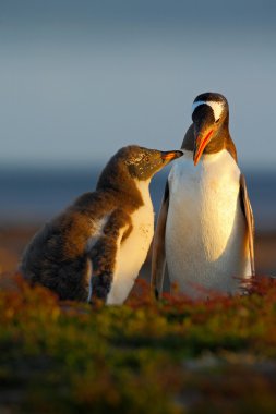 otların arasında duran iki penguenler