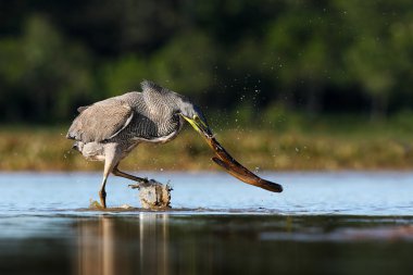 Bare-throated Tiger-Heron with snake clipart